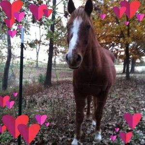 Meet your Posher, Ginny